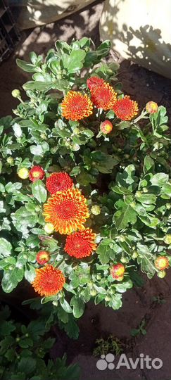 Хризантема корейская и мультифлора 100 сортов