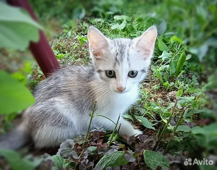 Тайская, норвежская, бобтейл