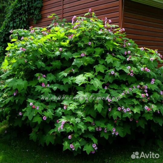 Малина душистая Калифорния