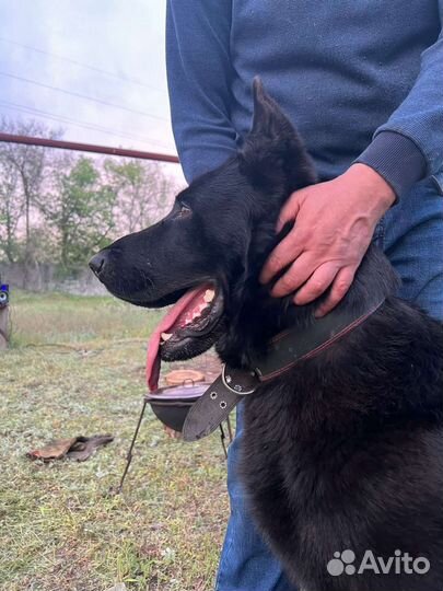 Щенки восточной овчарки