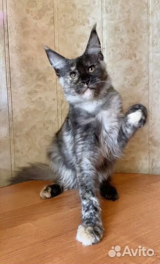 Мейн-кун девочка