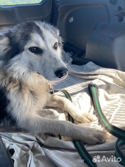 Собачка в добрые руки