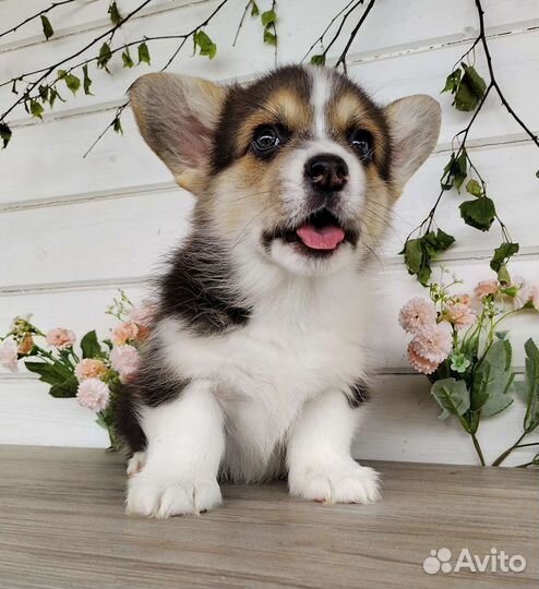 Щенки Вельш Корги Пемброк РКФ Мальчик