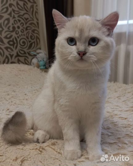 Британская серебристая шиншилла
