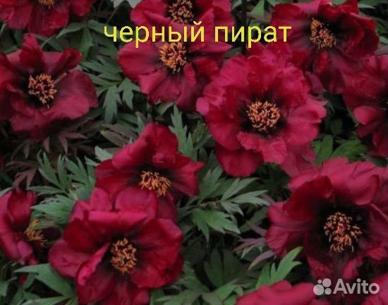 Пион Древовидный