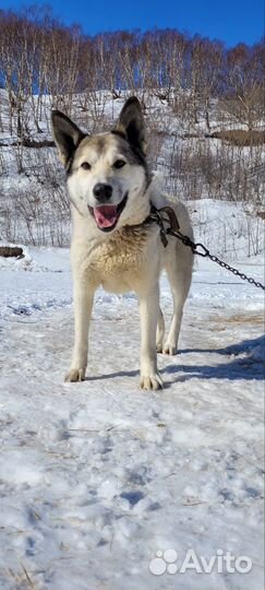 Собака