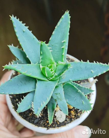 Суккуленты