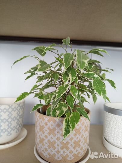 Комнатные растения. Пересадка