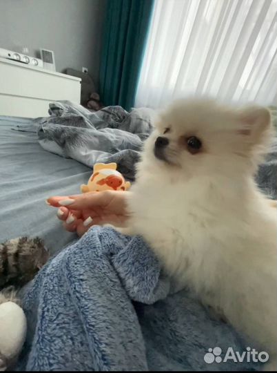 Померанский шпиц мини щенок