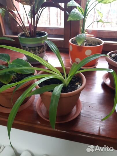 Хлорофитум