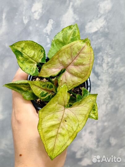 Сингониумы