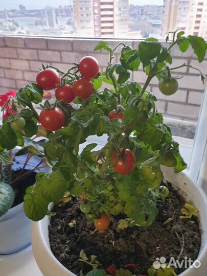 Комнатные цветы: томат балконное чудо