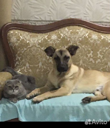 Метис овчарки в добрые руки