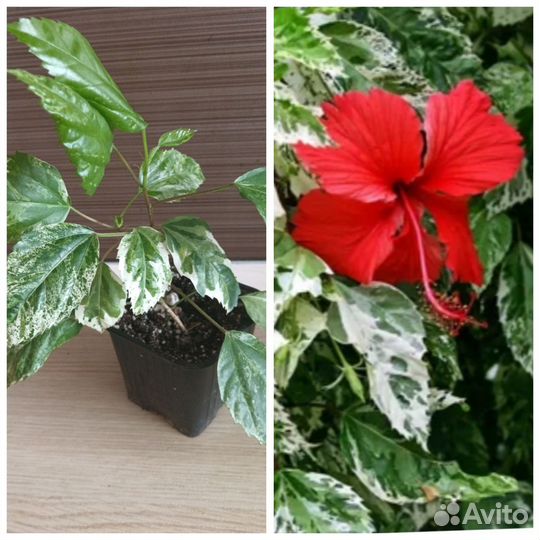 Комнатные цветы