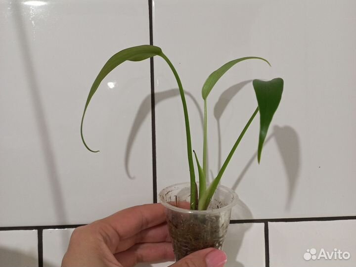 Монстера бурле маркс флейм