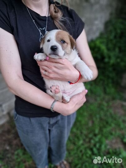Щенок в добрые руки