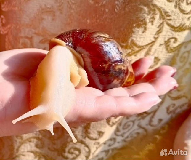 Улитки ахатины бесплатно