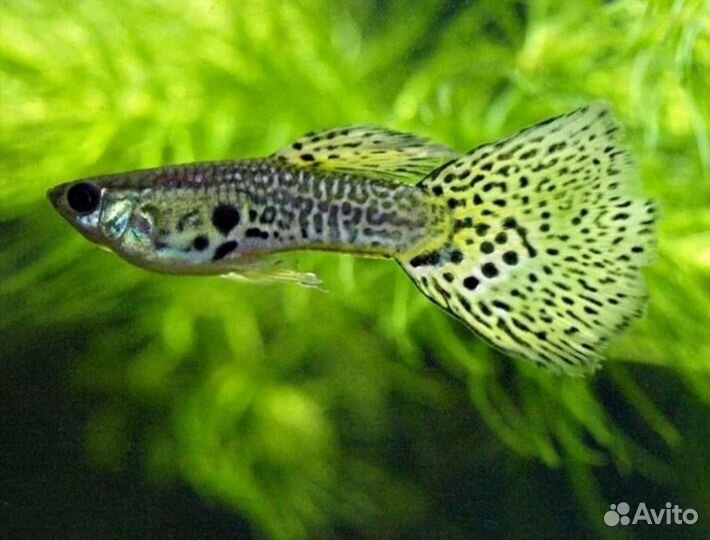 Продам гуппи