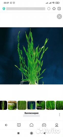 Растения для аквариума- ряска и валлиснерия