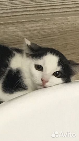 Котята в добрые руки бесплатно