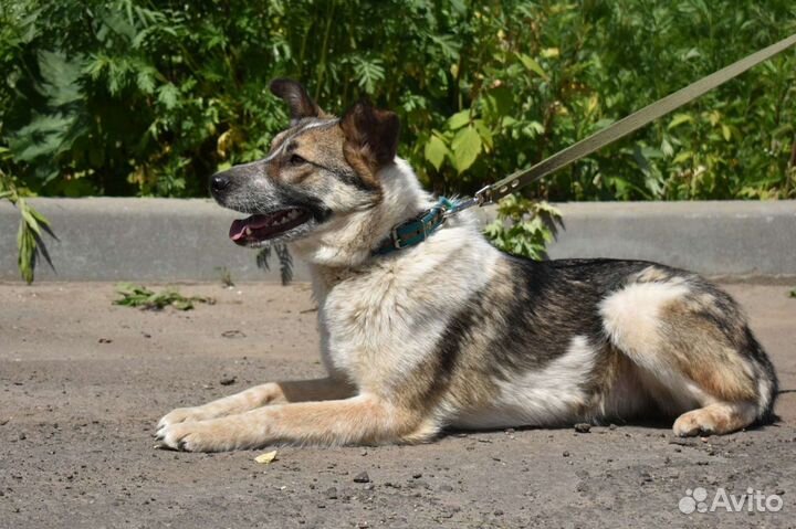 Собака в дар