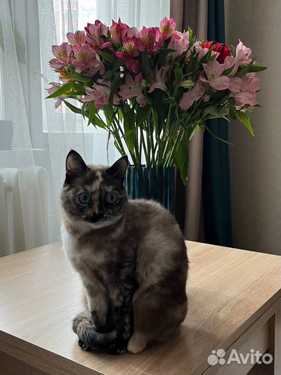 Кошечка в добрые руки