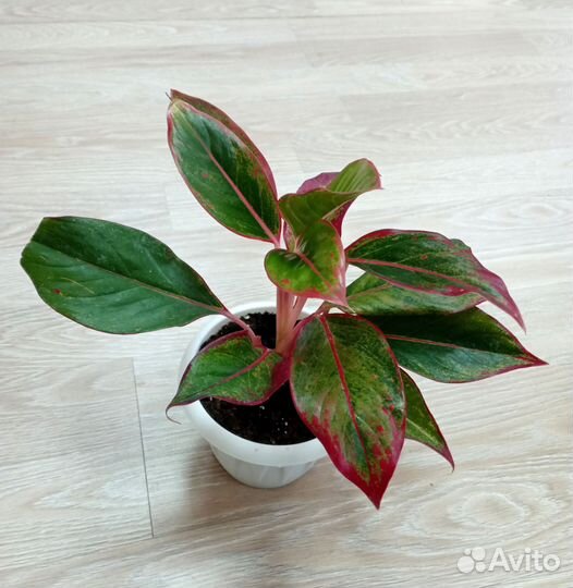 Аглаонема Баттерфляй, Крит