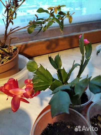 Продам шлюмбергеры /зигокактус, декабрист