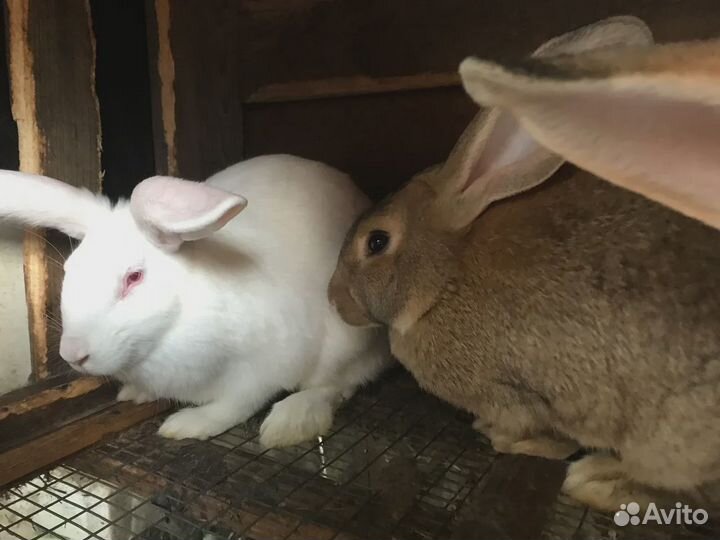 Кролики породы Великан и Бабочка на племя и мясо