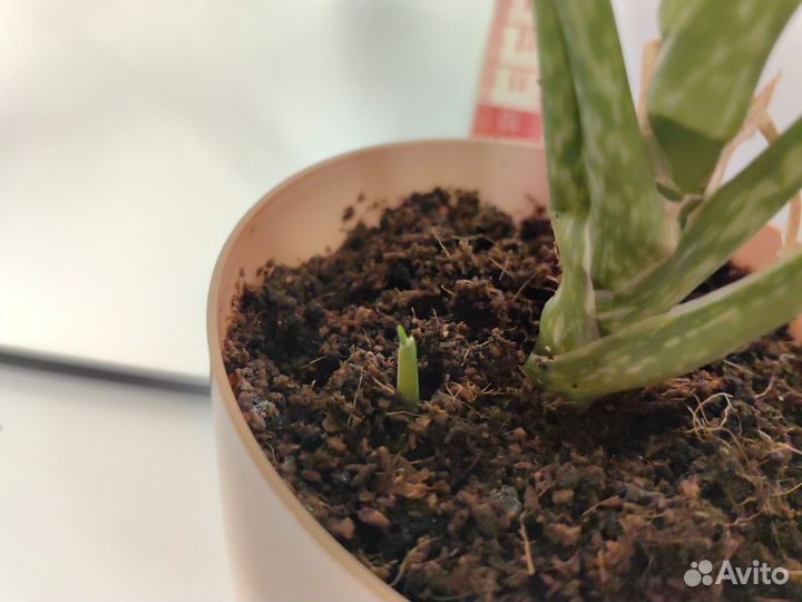 Аглаонема Silver Queen