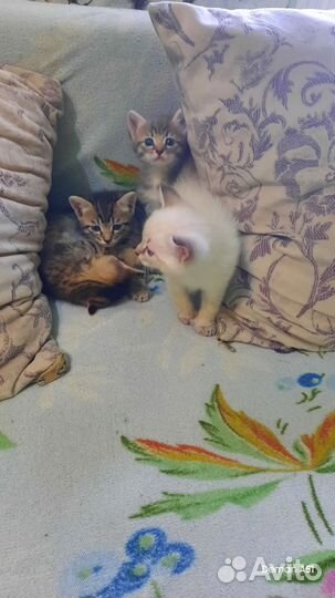 Котята в добрые руки