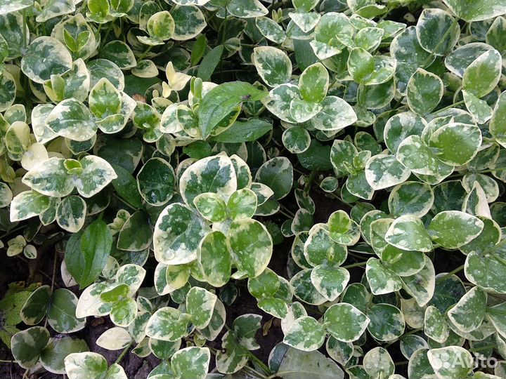 Почвопокровные растения