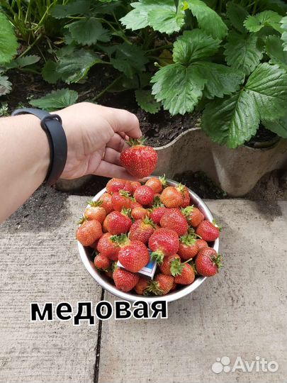 Рассада клубники