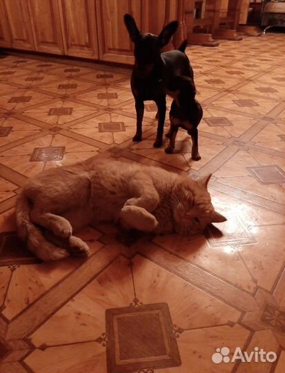 Цвергпинчер