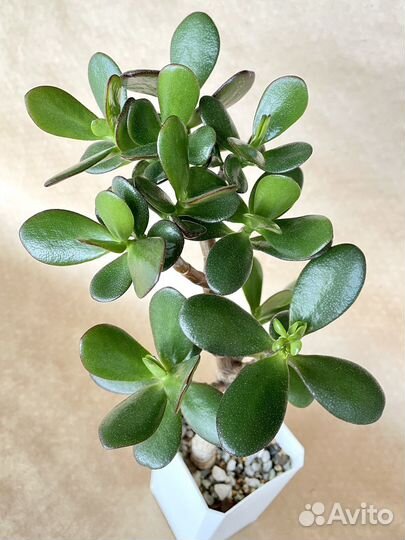 Толстянка Крассула