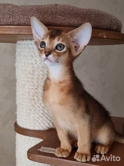 Абиссинский котик