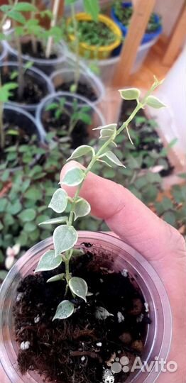 Комнатные цветы