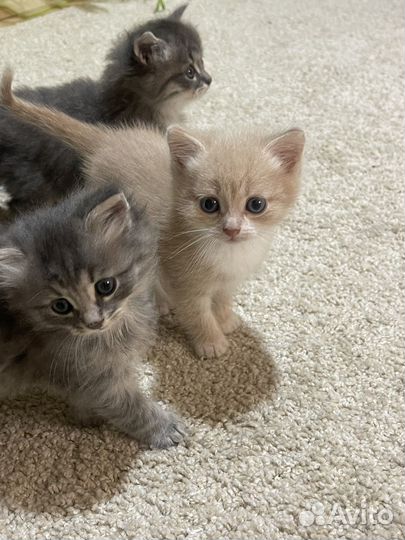 Котята