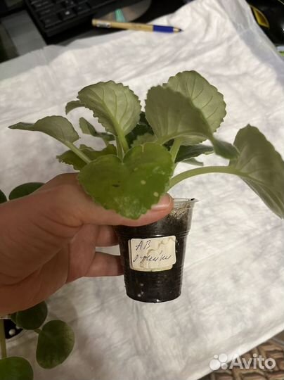 Фиалки детки набор