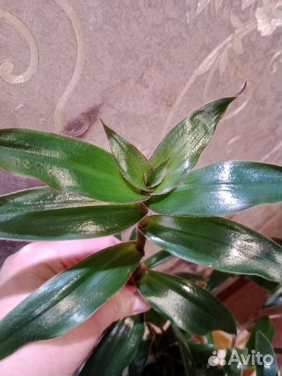 Традесканции. Коммелиновые. Излишки. Cyanotis