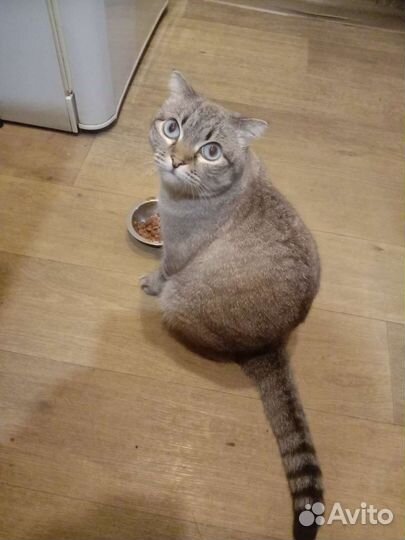 Британская кошка в дар