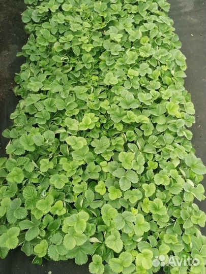 Клубника и рассада