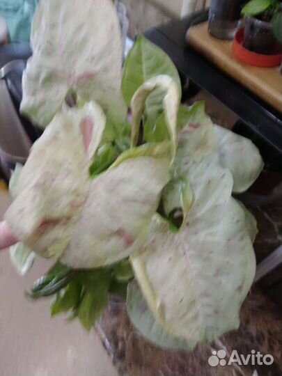 Сингониум конфетти милк