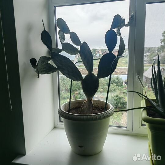 Кактус опунция