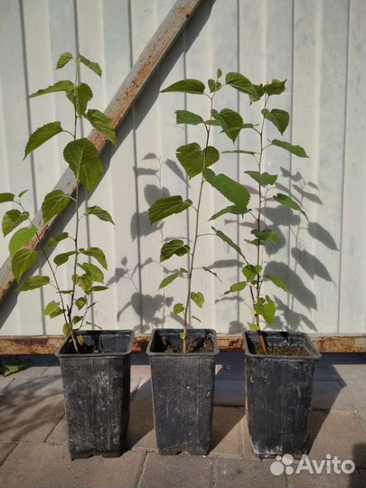 Саженцы шелковицы