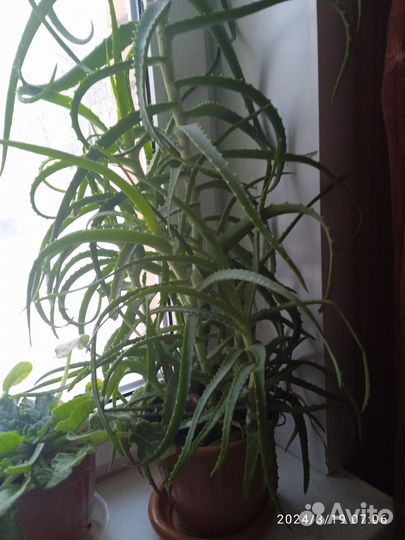 Алоэ лечебный