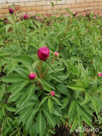 Пионы букет