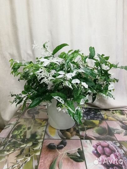 Райтия религиозная вариегатная отводки