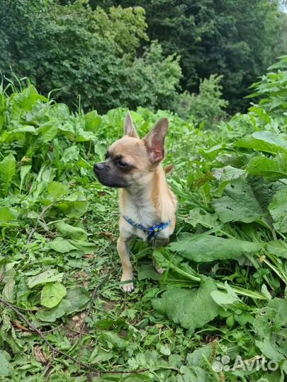 Чихуахуа мини вязка