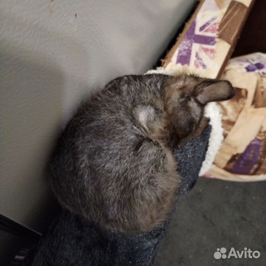 Котята смесь